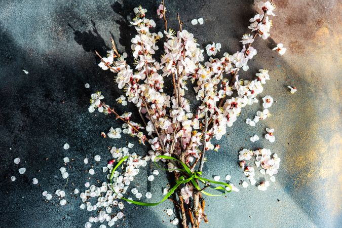 Spring floral concept with apricot blossom branches on counter
