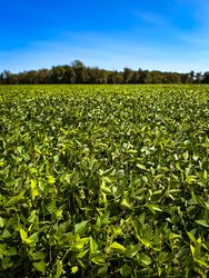 Green soja bean field