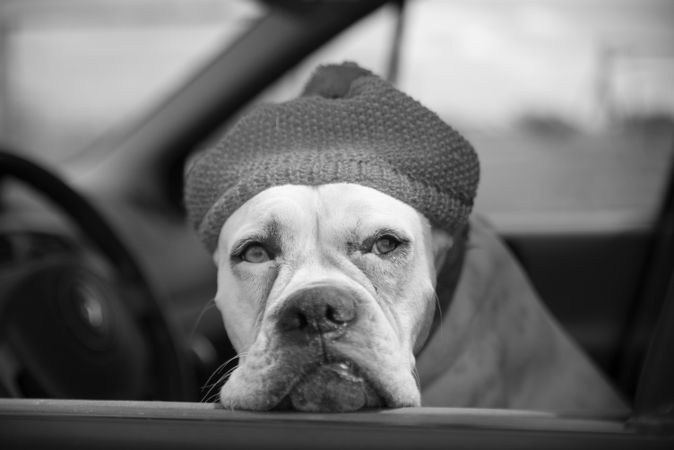 Grayscale photography of American Pitbull terrier wearing knit cap in car