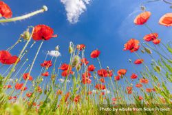 Poppies in a field, blue sky 5wVP60