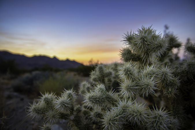 Cholla cactus at sunset near North Backcountry Board