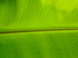 banana leafs