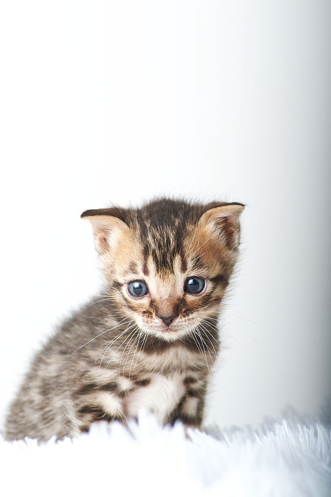 Tabby kitten against light background