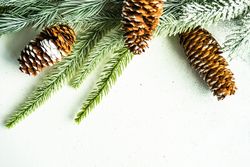 Pine branch with pine cones on light counter