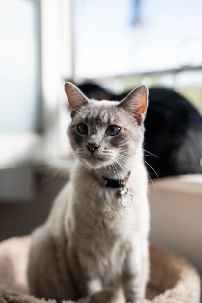 Curious cat sitting on cat perch near open window
