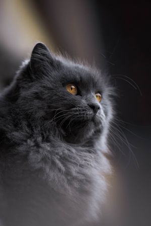 British Semi-longhair gray cat