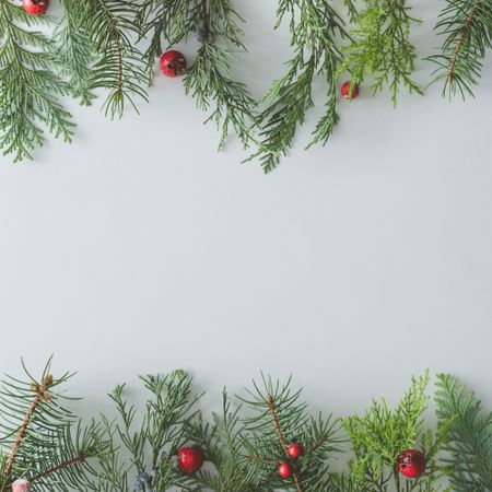 Winter evergreen tree branches and red berries bordering top and bottom of light background