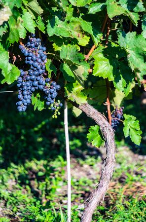 Red grapes in sunny vineyard in Georgia