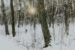 Winter forest at sunrise