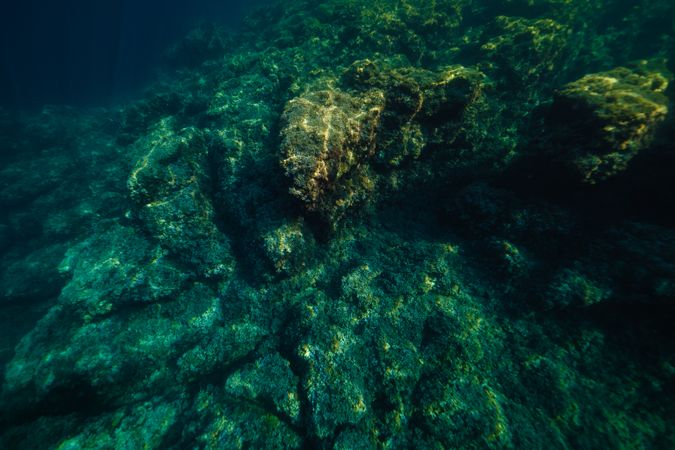 Sea bottom with coral reefs in daytime