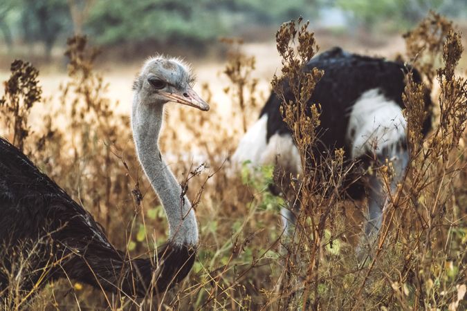 Herd of wild ostriches standing in dry grass of wonderful savanna in national park in Ethiopia