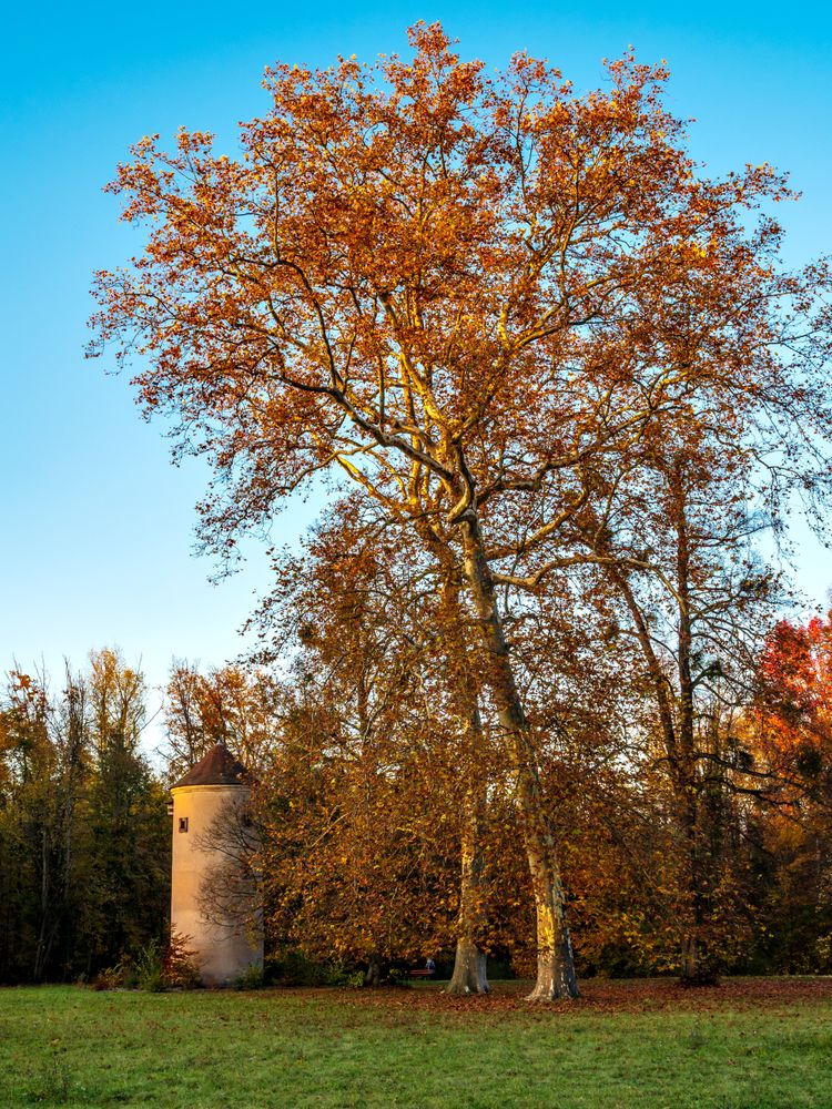 Bright autumn colors in the Vosges mountains. Alsace.