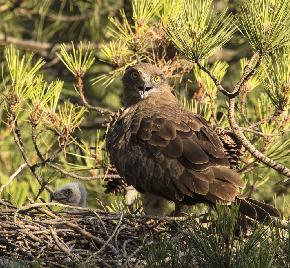 Eagle near newborn bird in nest