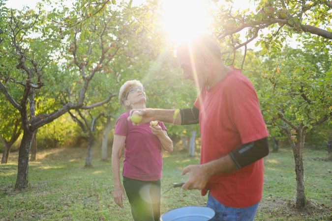 A man is helping an mature woman pick apples from the tree. The sunlight shines through trees creating a warm atmosphere.