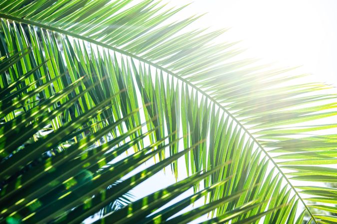 Palm tree leaves as a natural background