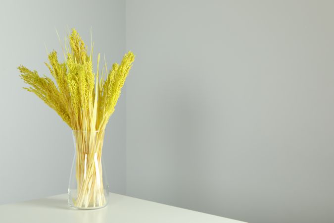 Vase of yellow reed grass in grey room with copy space
