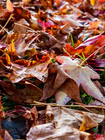 Pointed multicolored autumn maple and sycamore leaves. Close-up.