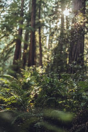 High green trees in forest in summer