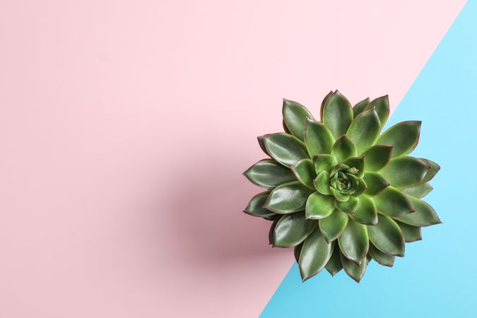Beautiful succulent plant on color background, top view. Space for text