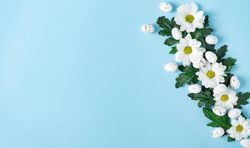 Daisies and Easter eggs on baby blue background