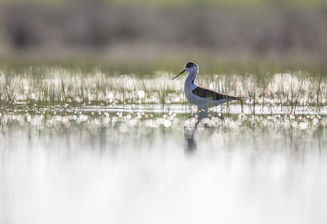 Wild bird walking on water