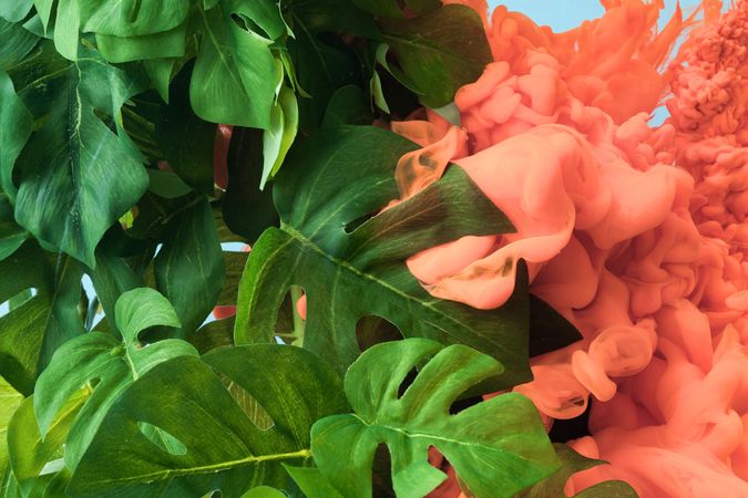 Tropical monstera leaves with pastel coral color cloud