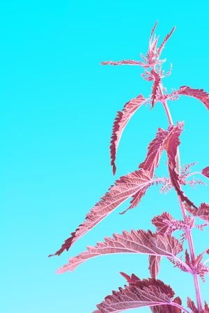 Pink nettle leaves and stalk on blue background, side view