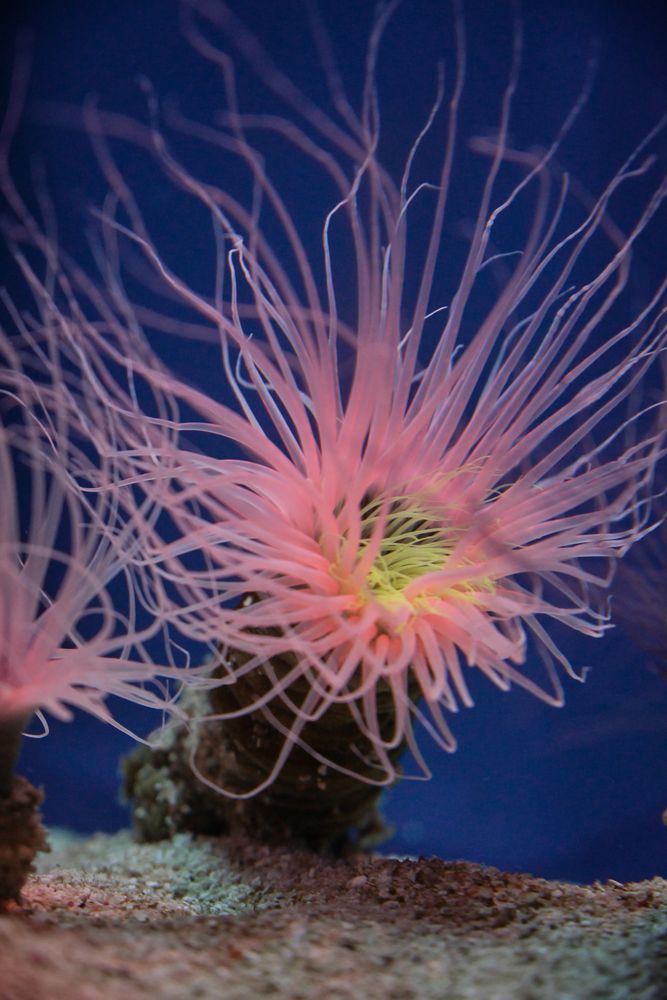 Sea anemones with curved tentacles in aquarium