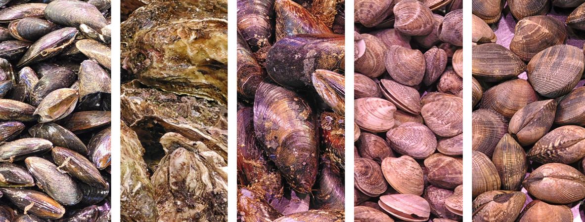 Collage Of Colorful Seafood On Background