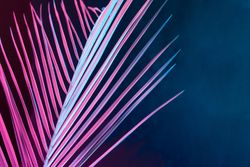 Tropical leaf in bold pink and blue gradient holographic neon colors on dark  background
