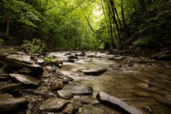 River in the middle of forest