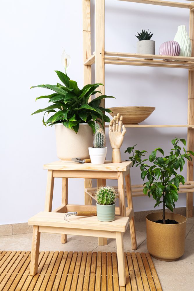 Cozy hobby - growing indoor plants at home
