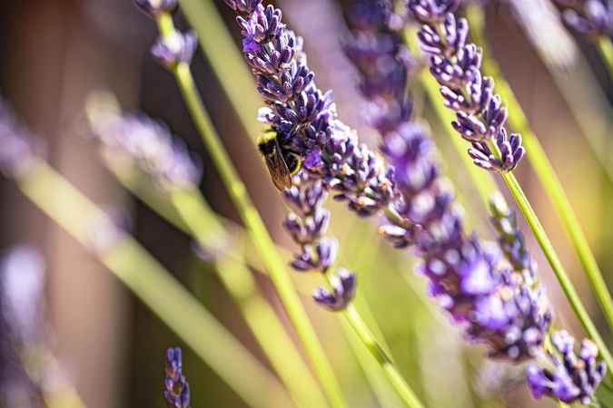 Bee on lavender plant in field