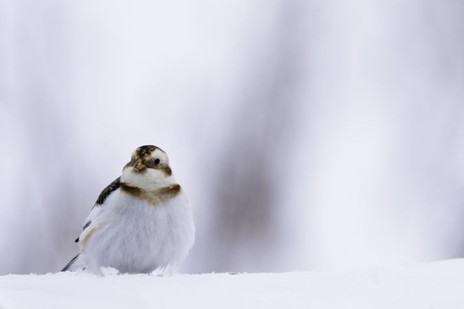 A small winter bird in the snow on a cold day