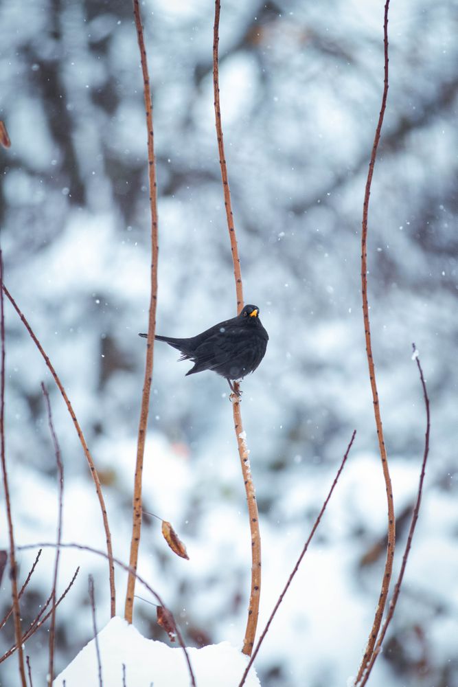 Common blackbird on brown tree branch