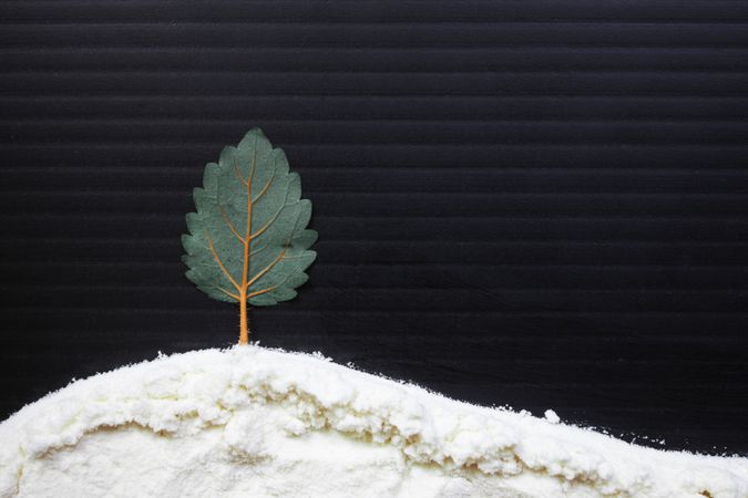 Leaf making a pine tree winter scene