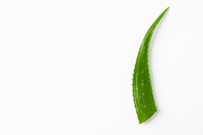 Aloe vera leaf on plain background, space for text. Herbal medicine