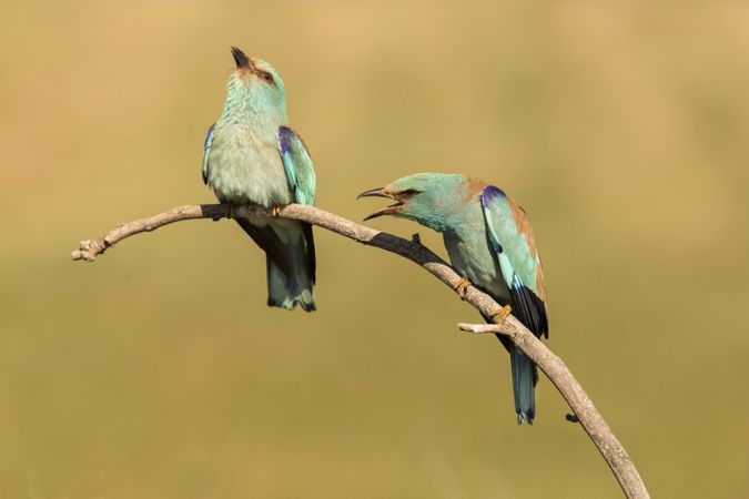 Wonderful bright birds on twig near plants