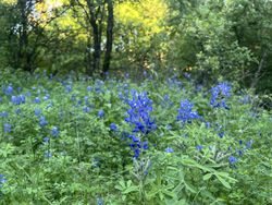Bluebonnet patch