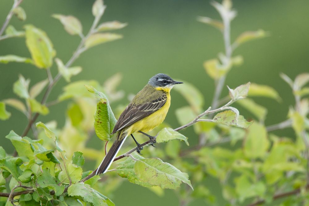 Old world flycatchers on green plant