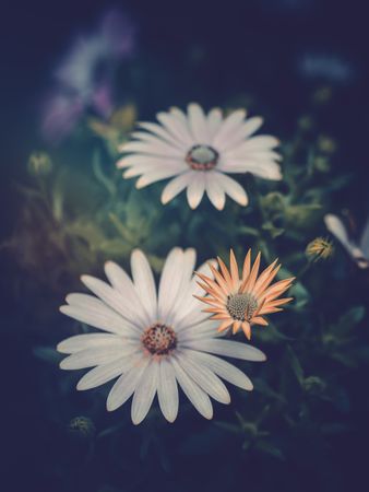 Pretty flower growing in garden