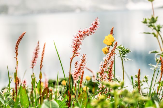 Colorful foliage and flowers in grass by lake