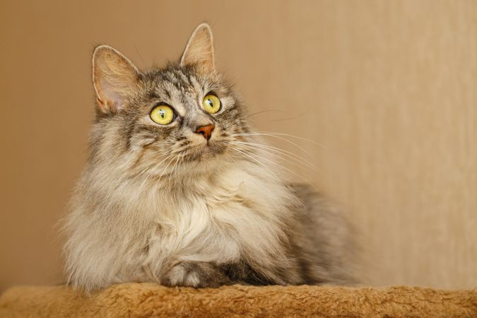 Portrait of cute grey cat with yellow eyes