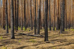 Field of tall trees with dark trunks