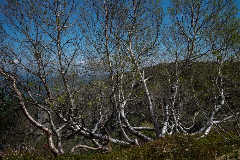 Birch trees growing wild in a field