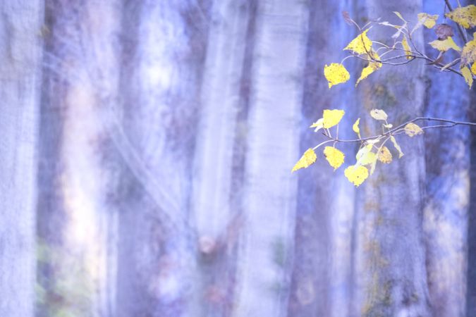 Typha plant in purple light