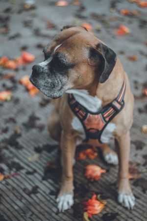 Domestic dog sitting in street