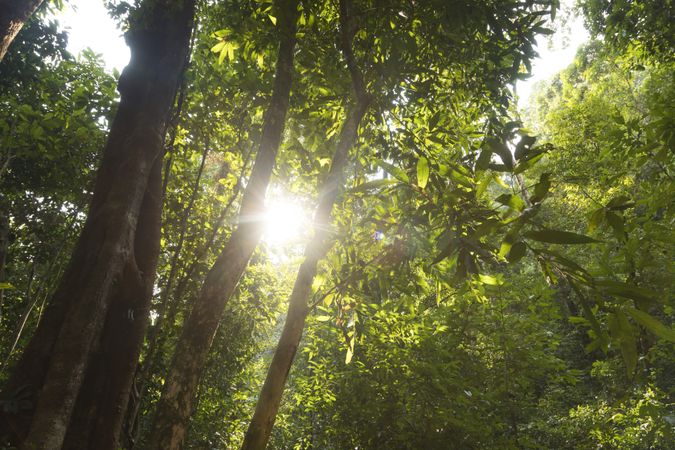 Sunbeams break through the rainforest that covers Koh Chang Island, Thailand
