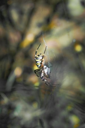 Side view of wasp spider