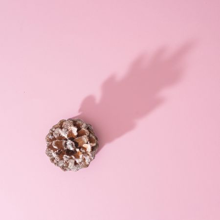 Snowy pinecone Christmas decoration with pink background with shadow